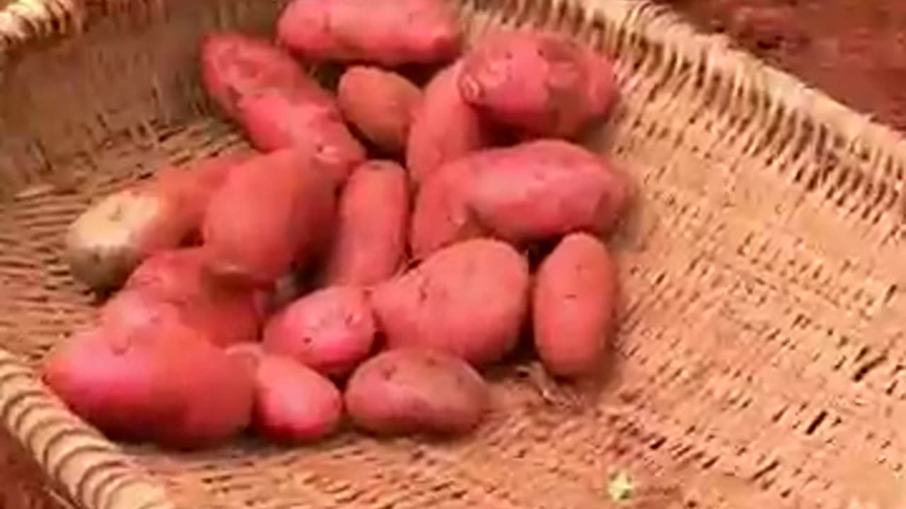 Potatoes farming! #farming #harvesting