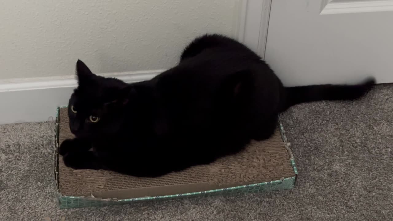 Adopting a Cat from a Shelter Vlog - Cute Precious Piper Can Do Two Things at Once in the Office