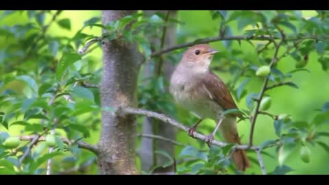 A bird singing during the day