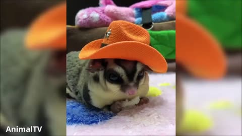 Sugar Gliders Flying - Funny Cute Competition