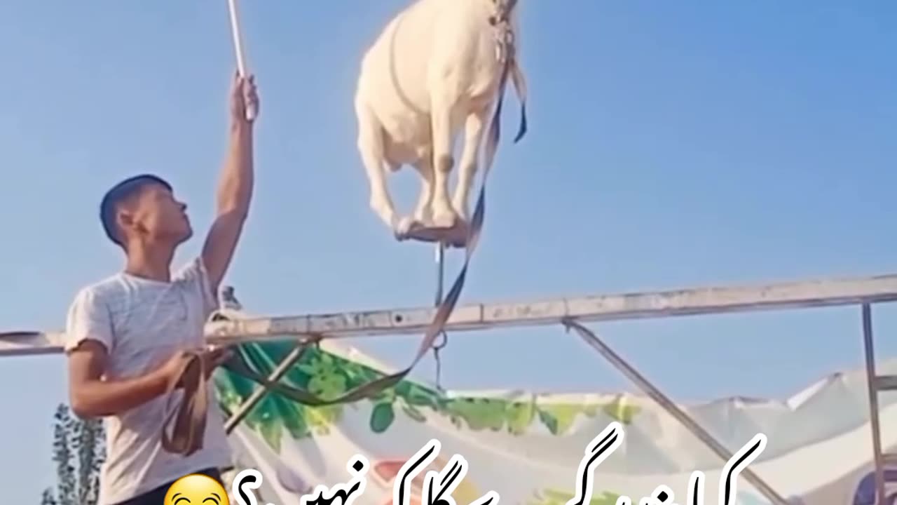 The goat and monkey stunt in public