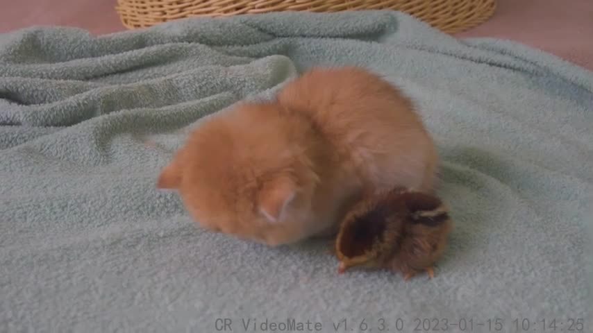 Winter is Here, Kitten Pudding Warm The Chicks While Sleeping Next To Each Other