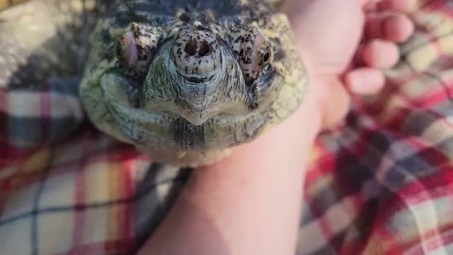 Huge Snapping turtle gets some sun