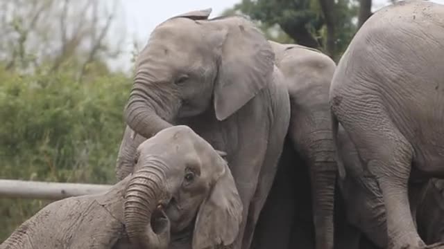Close the park # Safari