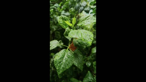 Rainy Day Vibes: Relaxing Rain Music