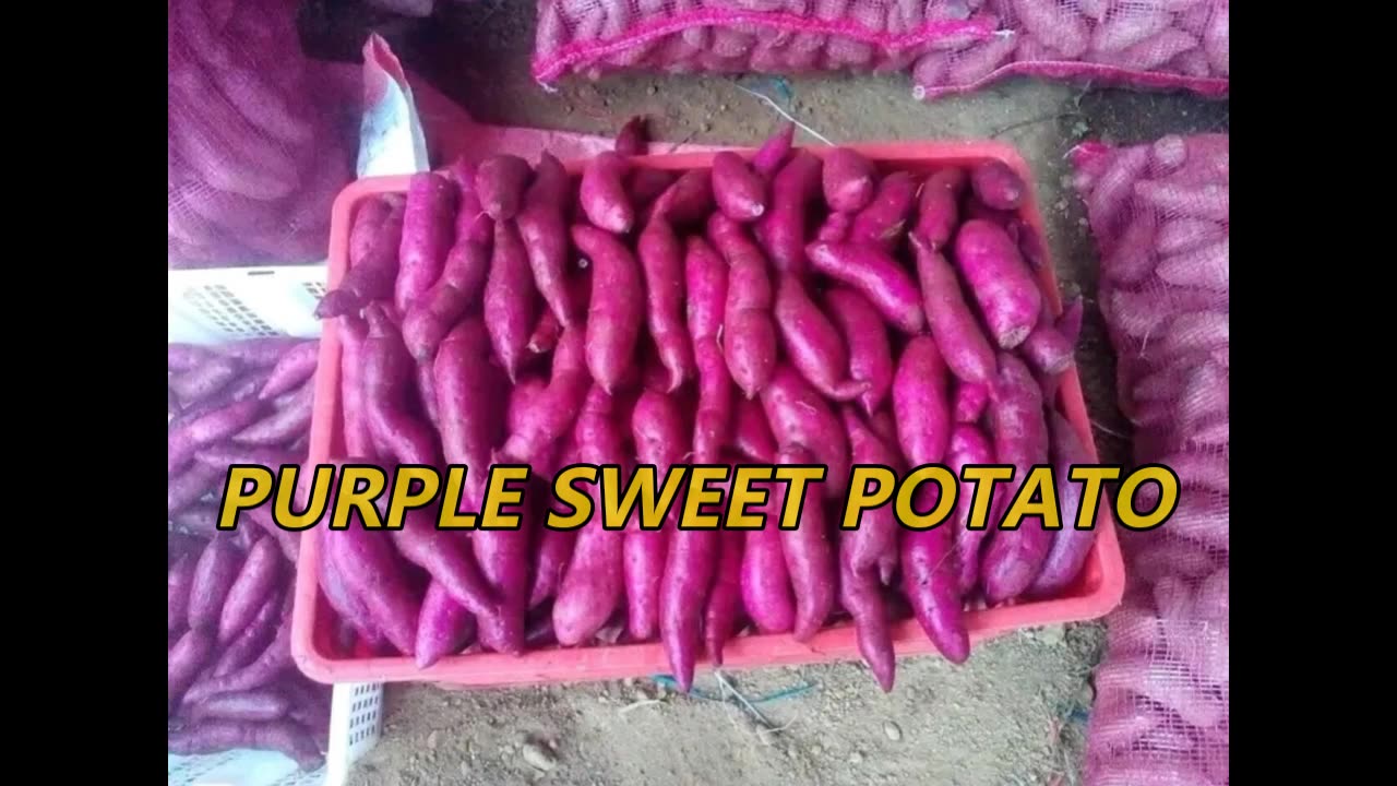 PURPLE SWEET POTATO