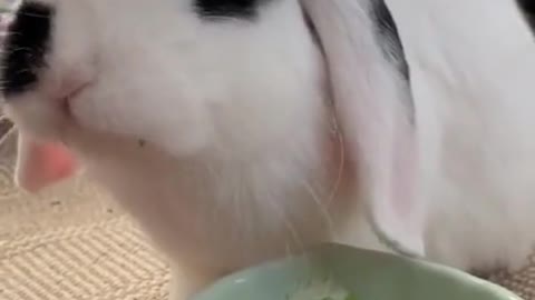 Cute bunny chewing on lettuce is an ASMR delight