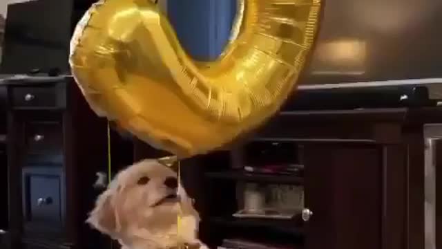 The balloon🎈 is too big for him🐶👏😂 . ⬇️ Follow