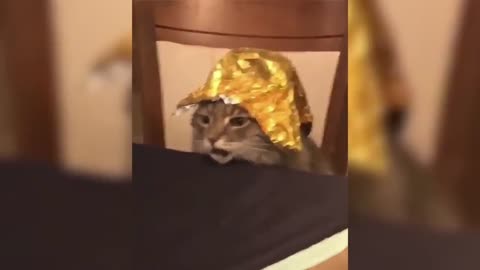 Cat Funny Moments Compilation 🤣
