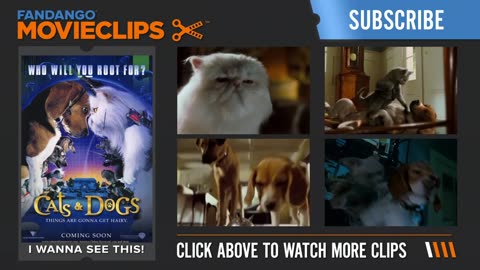 VIP | CATS AND DOGS | HD