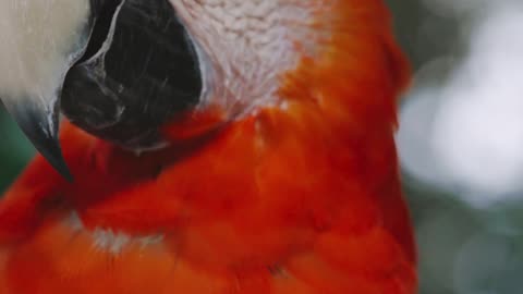 Video of an Orange Parrot