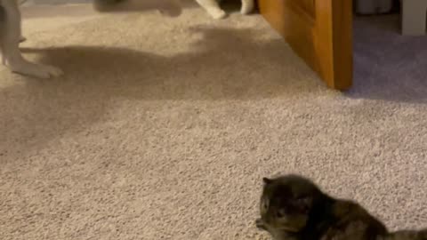 Dog and Cat Co-Parent