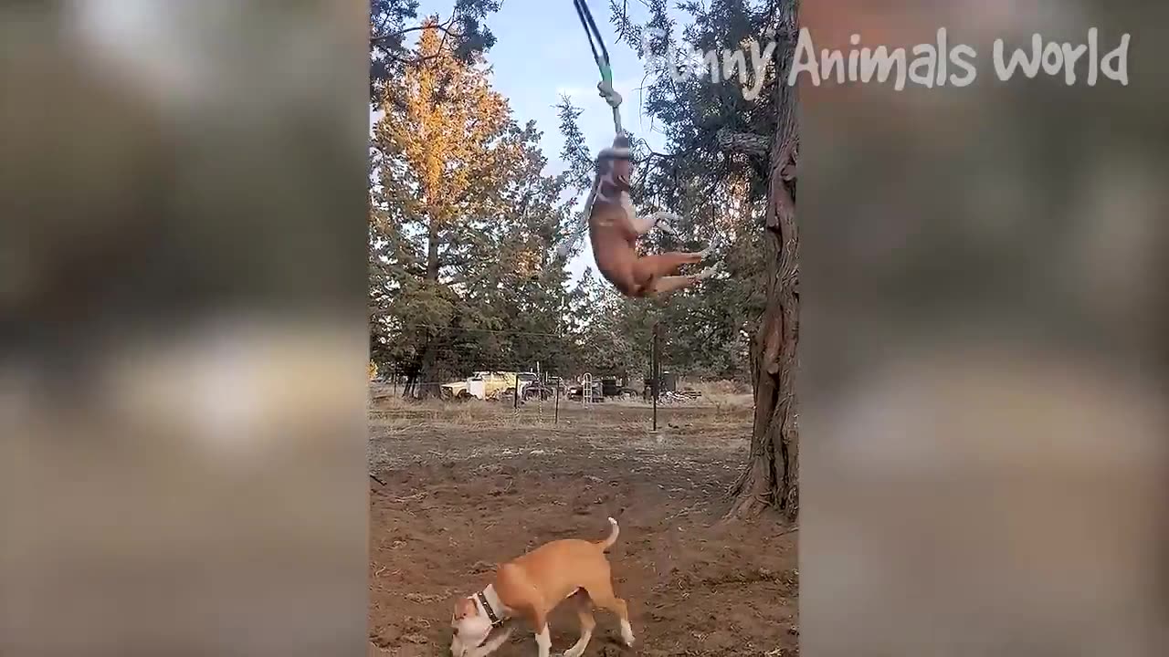 Funniest Cat and Dogs