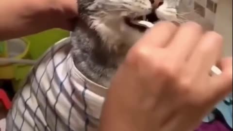 Catto getting his teeth brushed