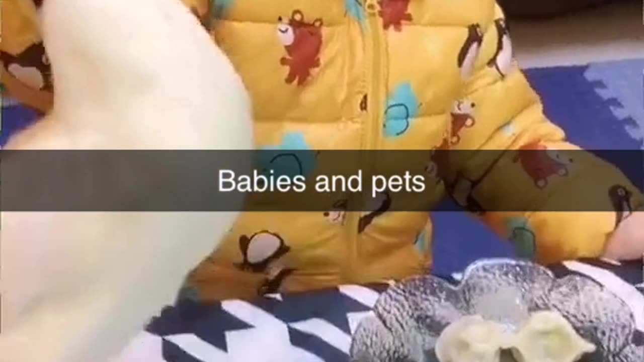 Babies vs Pets