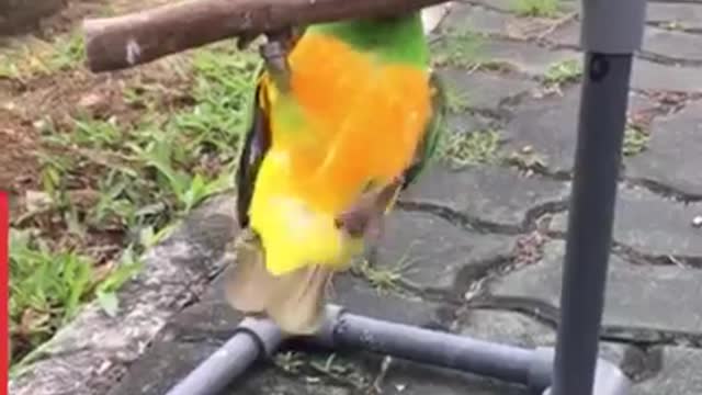 Funny birds