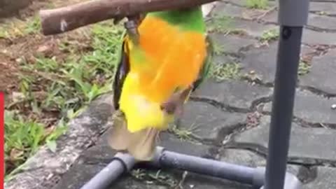 Funny birds