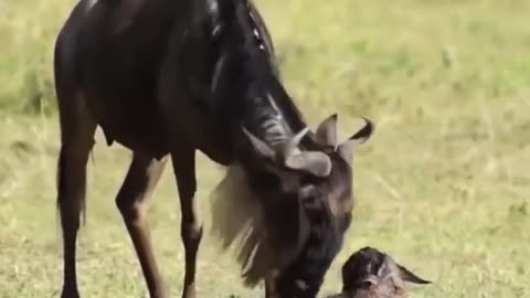 Amazing Wildebeest Giving Birth, Rare moments in nature