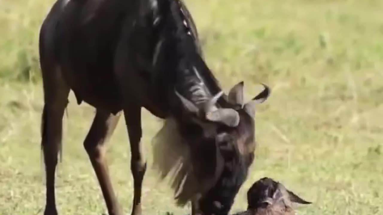 Amazing Wildebeest Giving Birth, Rare moments in nature