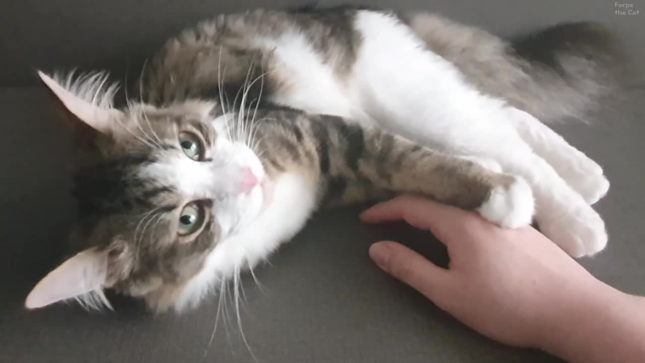 If human moves, I'll bite