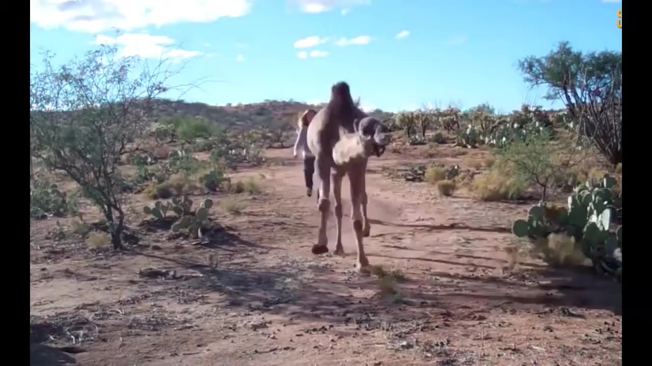 Very Funny Try to Not Laugh - Most Funny