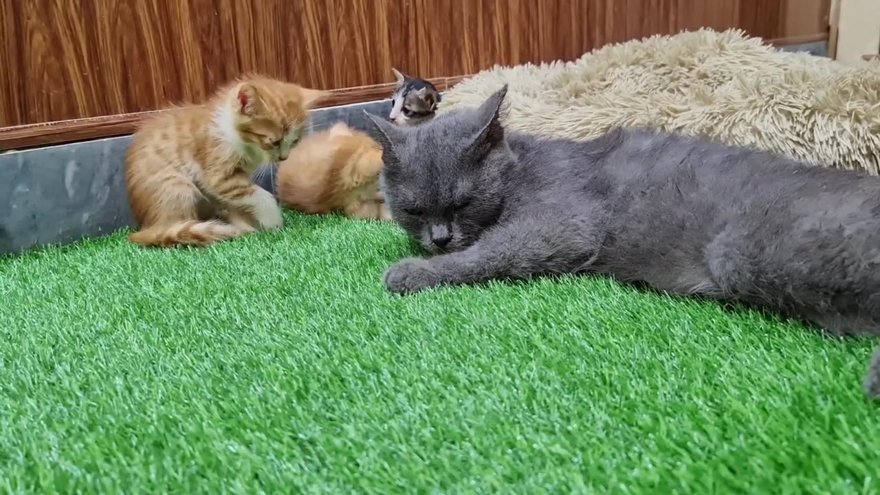 Rescued kittens are trying to befriend Jasmine. Approaching Jasmine again and again