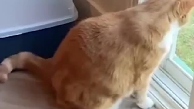 funny Cats reaction: Cucumbers Scare The Life Out Of Cats😮