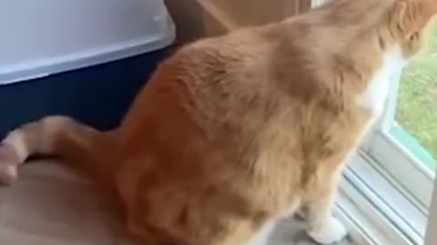 funny Cats reaction: Cucumbers Scare The Life Out Of Cats😮