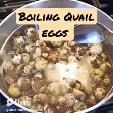 Boiled Quail Eggs for Brunch