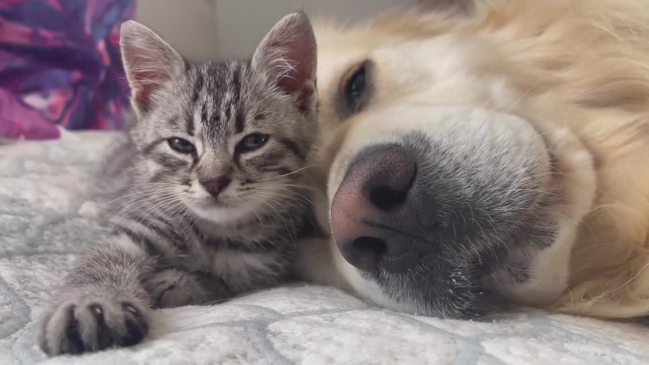 Golden Retriever and Baby Kitten fall asleep together for the First Time