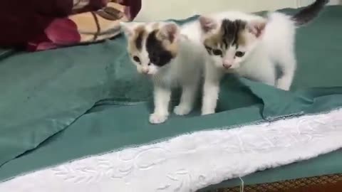 Cute Kittens - Funny and Cute Cat Videos Compilation 2023