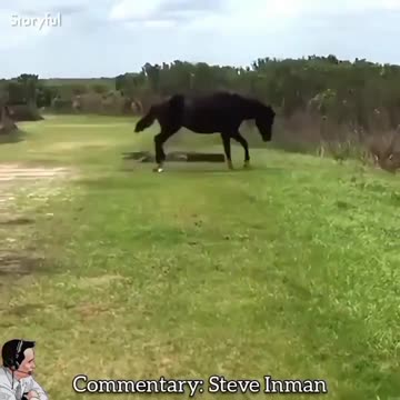 Horse does a TAP DANCE on an Alligator