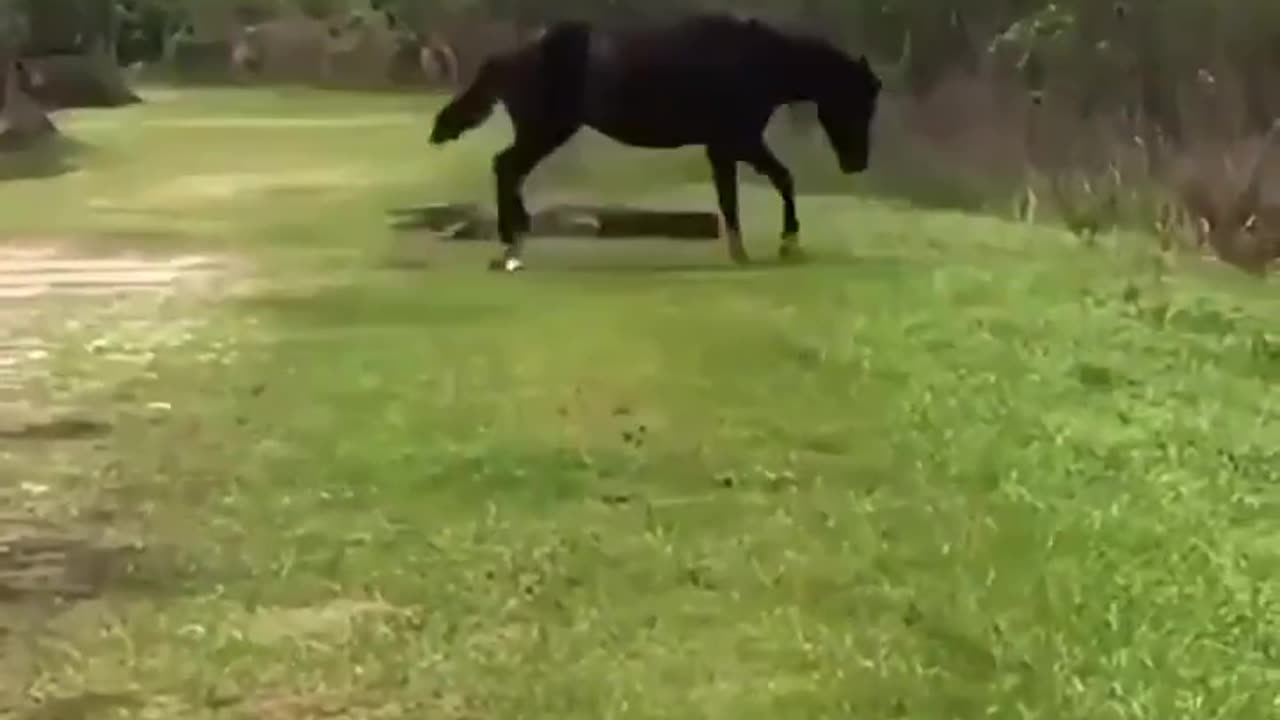 Horse does a TAP DANCE on an Alligator