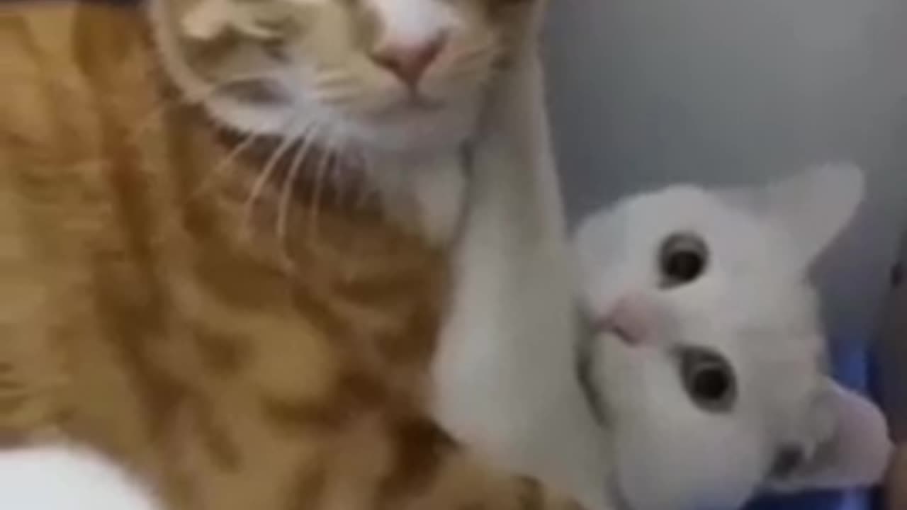 Cat funny moments