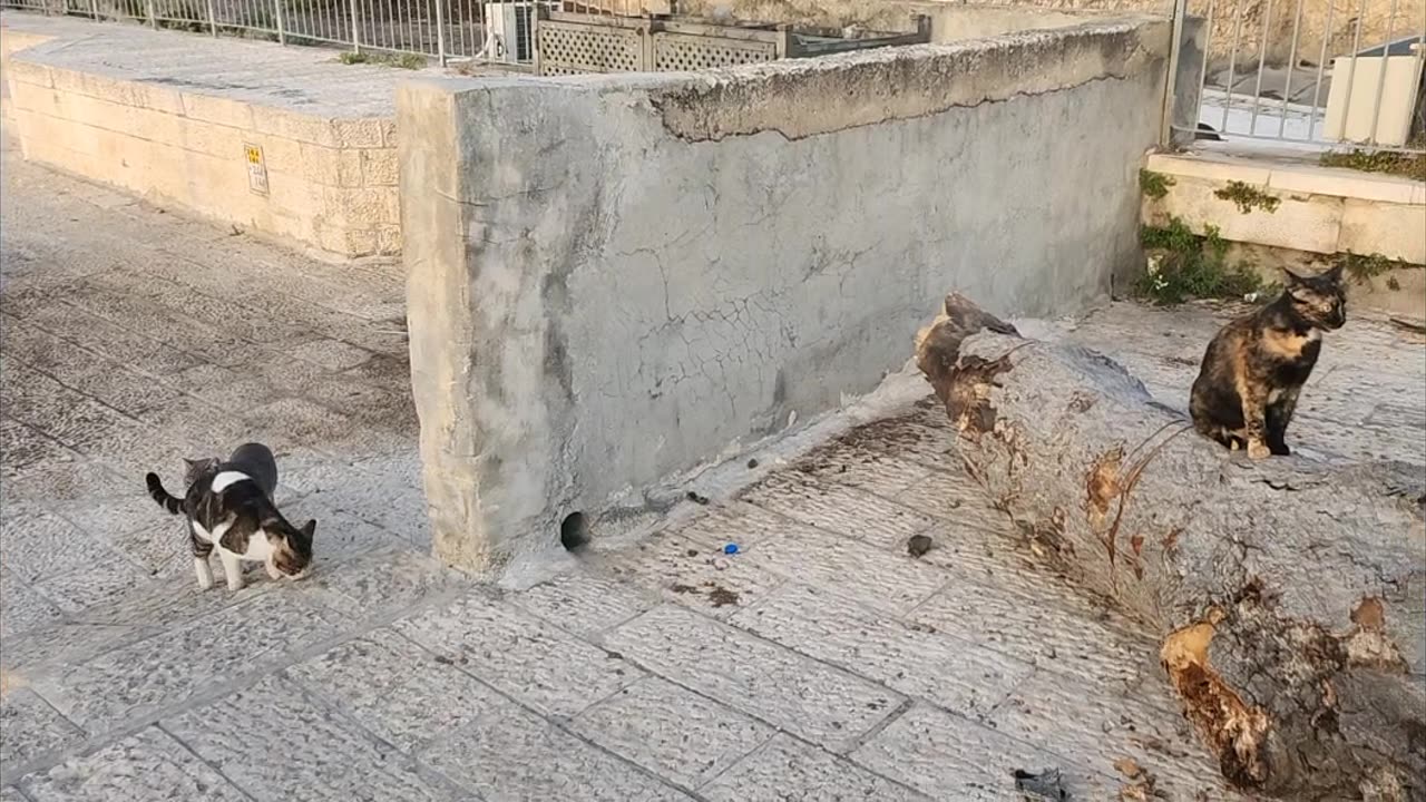 Series1: Jerusalem cats Day6 (Vid4)