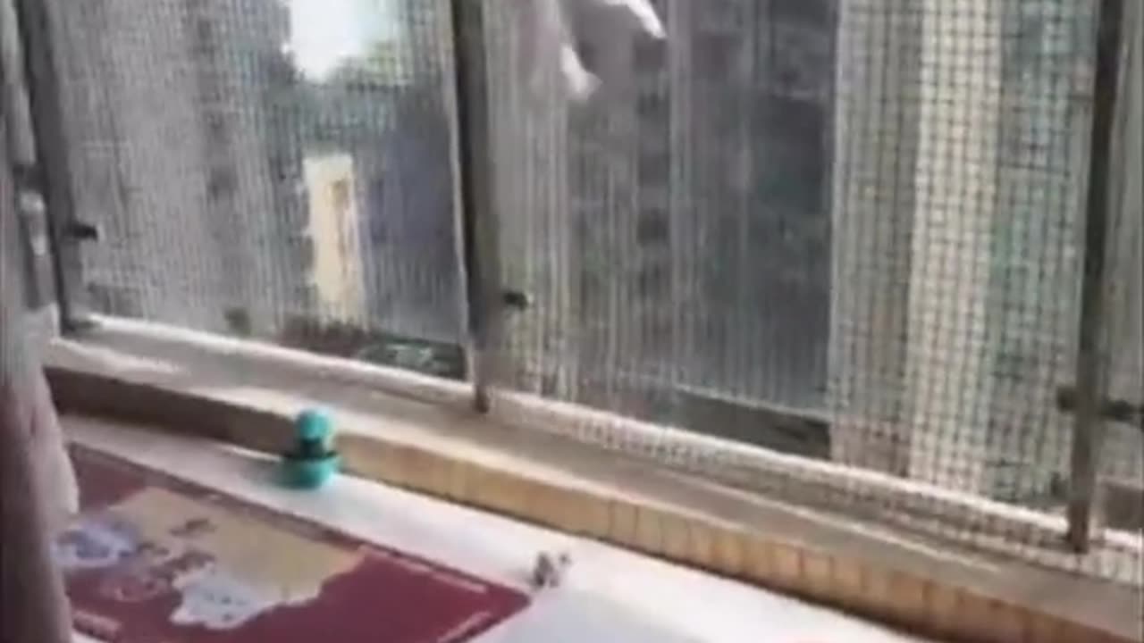 Cat 🐈 funny video