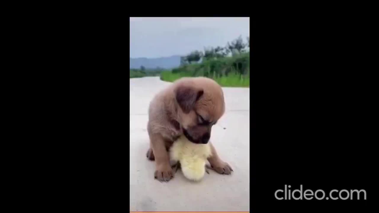 BABY DOG🐶 CUTE AND FUNNY DOGS VIDEO