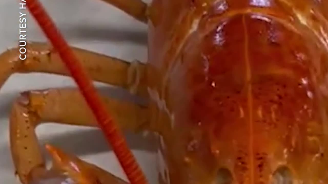 Rare orange lobster found at New York restaurant