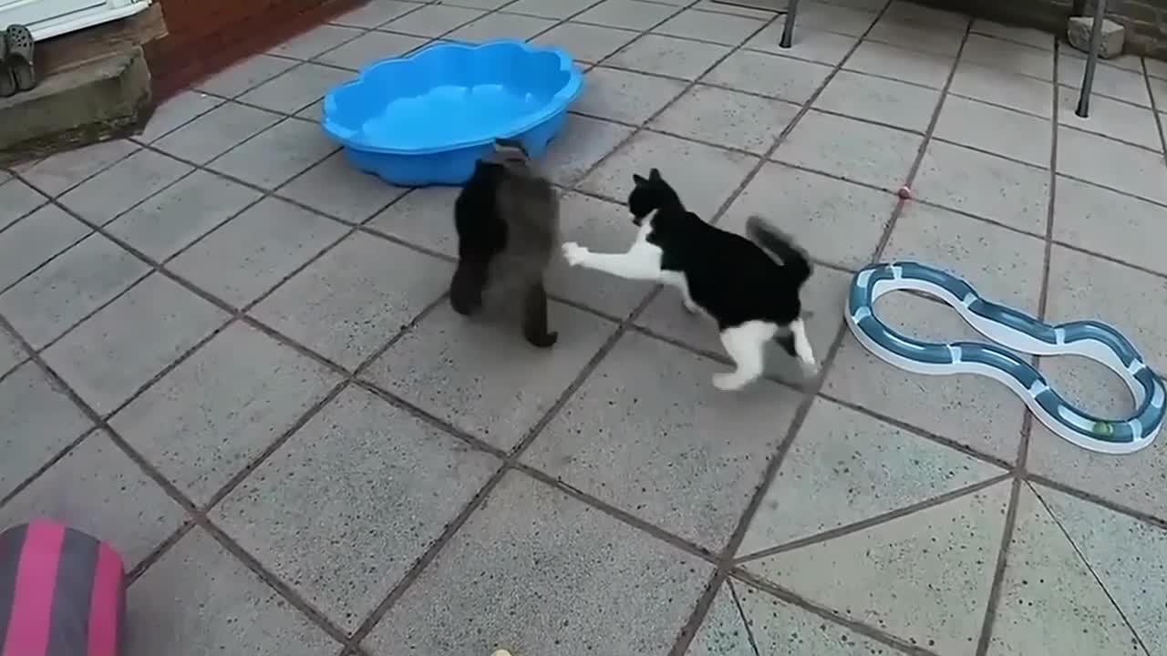 Crazy Cat Fights