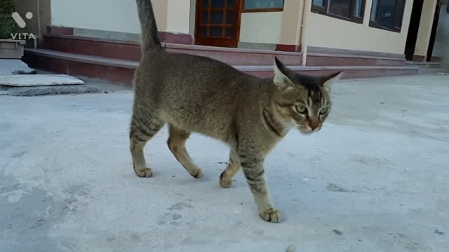 Simba my cute cat bites my foot🥴