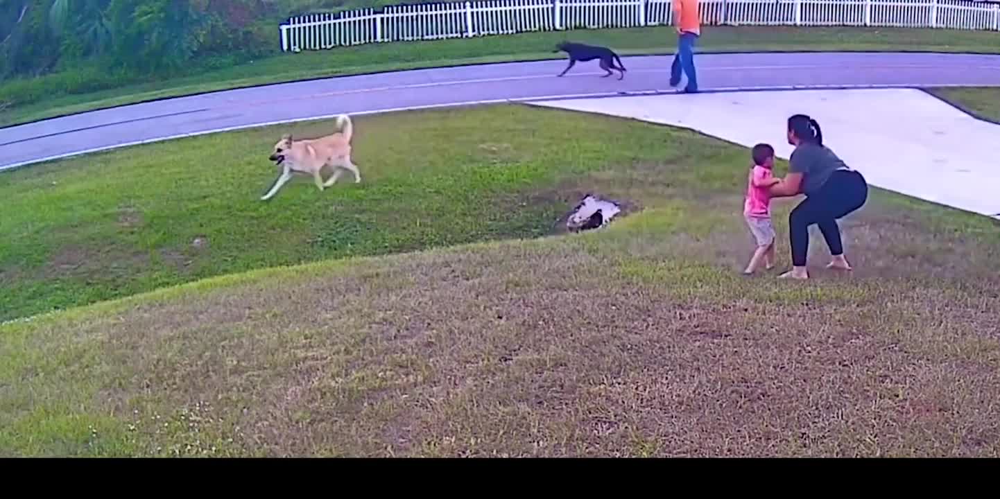 Dog realy amazing Saves little boy cctv