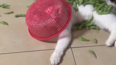 Crazy Funny cat moment # short # video