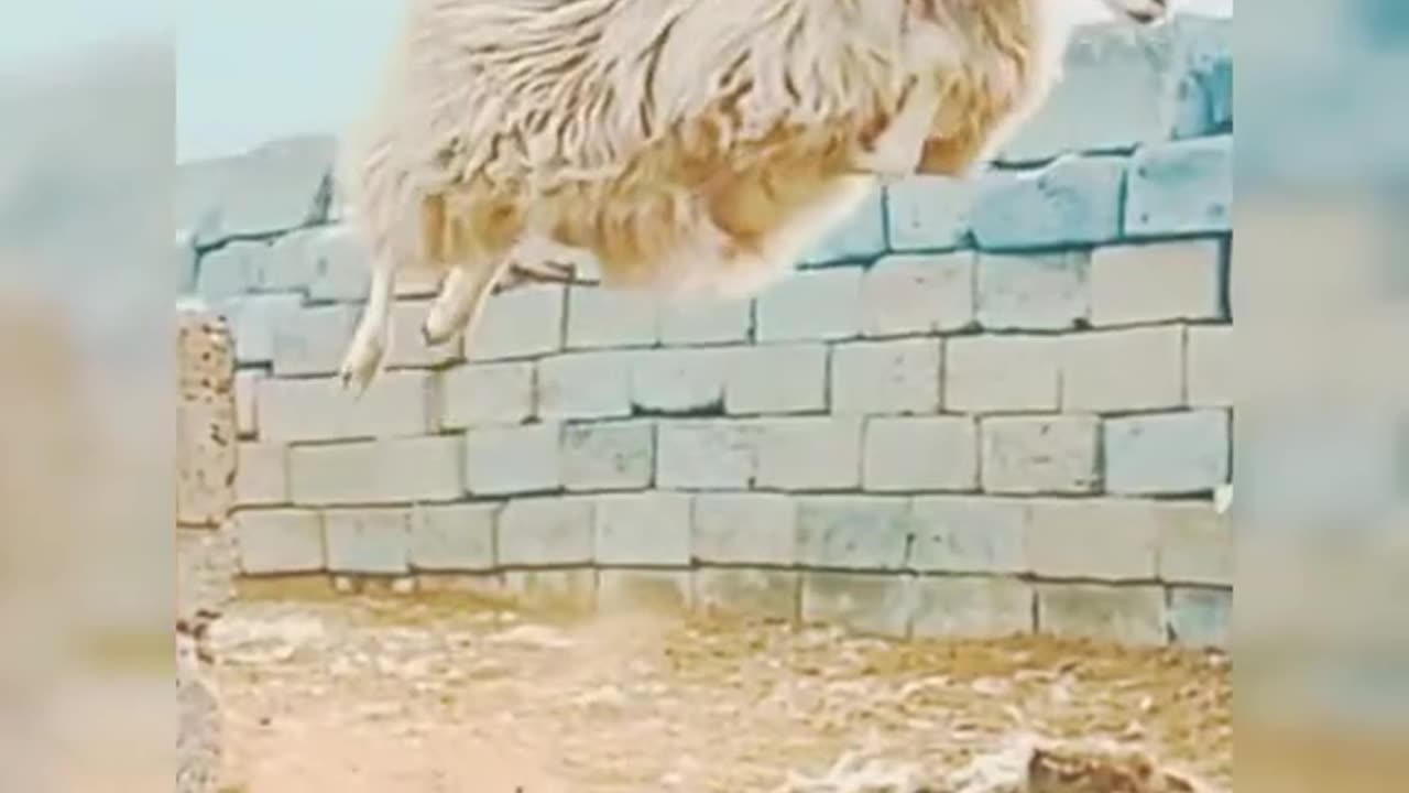 Funny jumping sheep