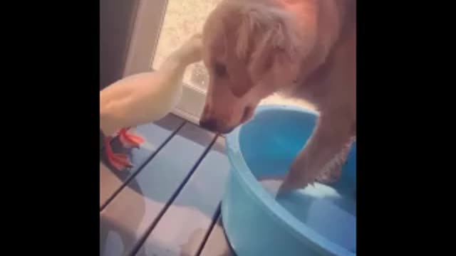 Duck helping dog to clean his ears Cleans Ears