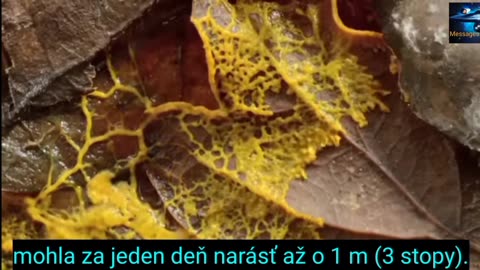 👍 Čo ak ďalšia pandémia priletí z vesmíru?👍