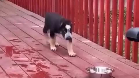 New Funny Videos 2022 😍 Cutest Cats and Dogs 🐱🐶 Part11 https://youtu.be/KoWRdeZADms