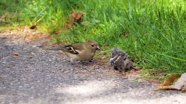 feeding the little ones