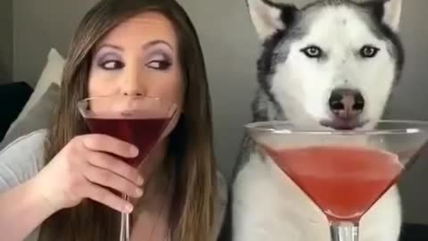 Drinking with Husky