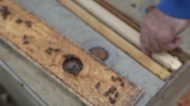 Пасека #121 Одно рамочные ОТВОДКИ , Матки,Маточники,Мёд и Пчелы / Пчеловодство для начинающих