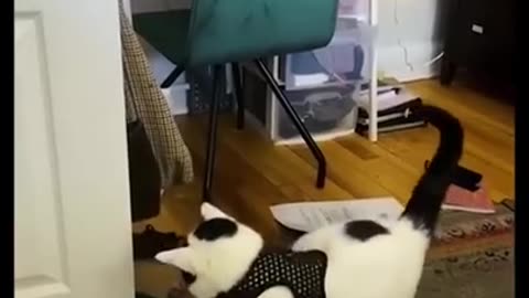 Funny animals #shorts